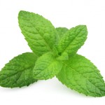 Edible Peppermint Massage Oil Helps Attention and Energy