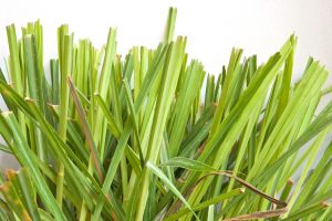 Citronella Essential Oil Uses and Benefits