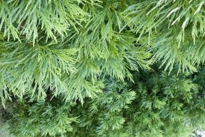 Cypress Essential Oil Uses and Benefits
