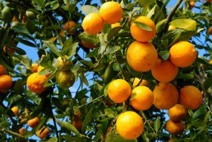 Tangerine Essential Oil Uses and Benefits