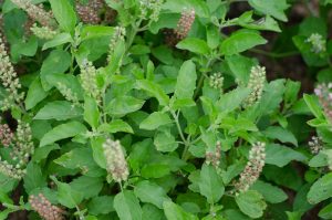 Holy Basil Essential Oil Uses and Benefits - Tulsi