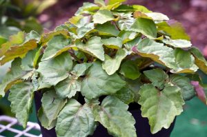 Patchouli, Dark Essential Oil Uses and Benefits