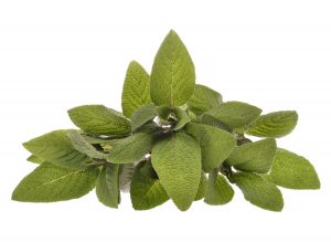Sage Essential Oil Uses and Benefits (Spanish)