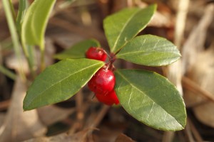 Wintergreen Essential Oil Uses and Benefits