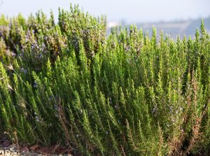 Rosemary Essential Oil Uses and Benefits - CT Camphor