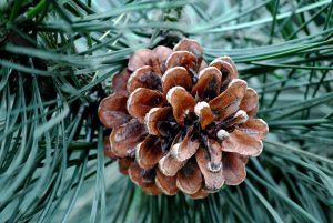Organic Fir Needle Essential Oil Uses and Benefits